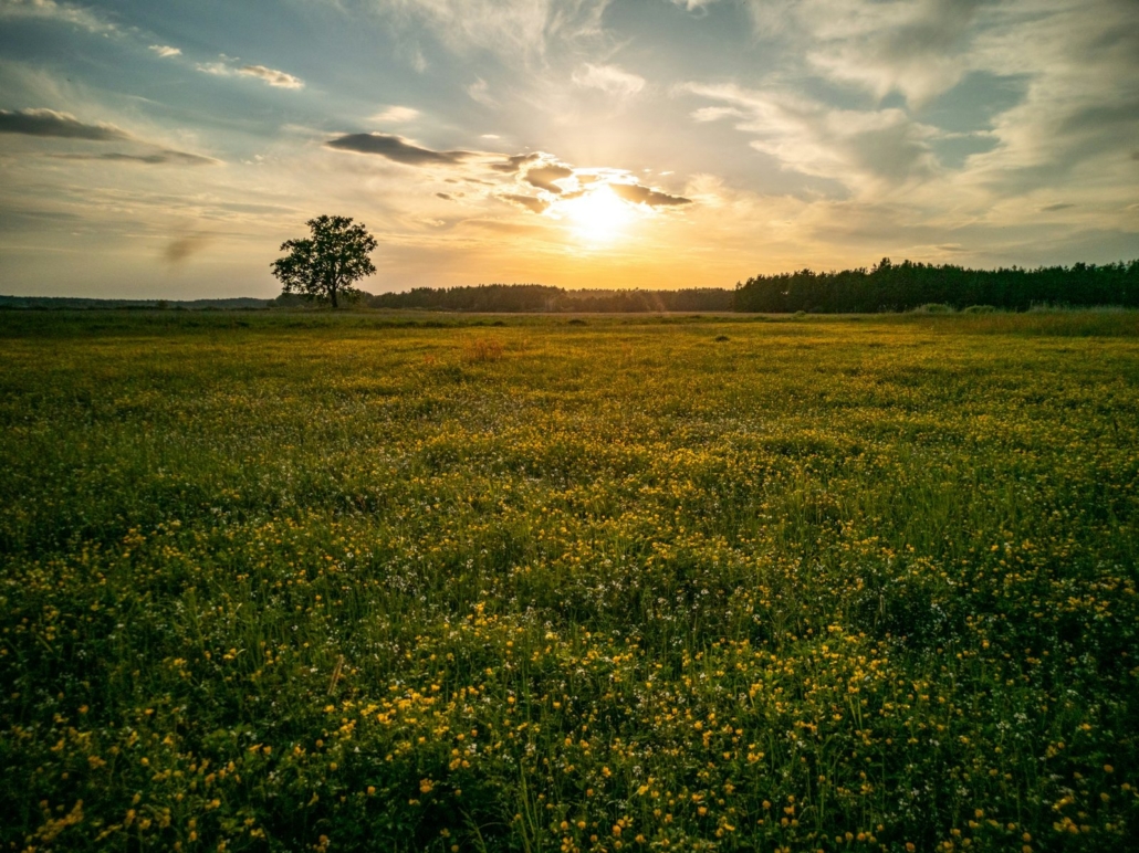 Wiese im Abendlicht (Grundstück bewerten lassen Giesing)